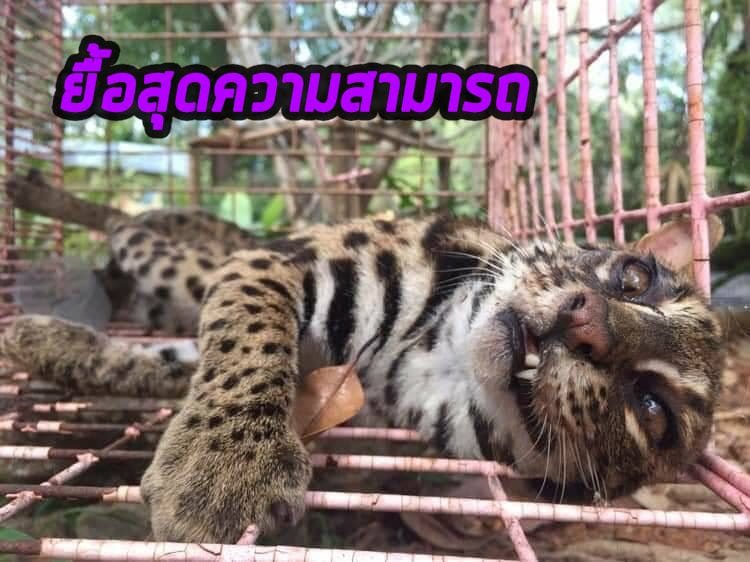 สุดความสามารถแล้ว! แมวดาวบาดเจ็บ เสียชีวิตแล้วด้วยอาการแทรกซ้อน | The Thaiger