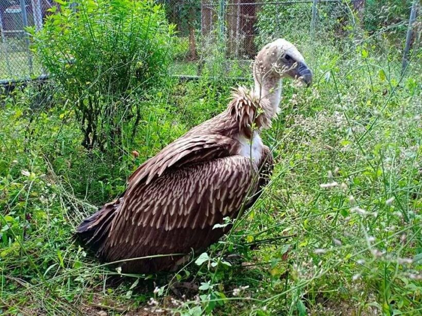 Himalayan griffon vulture found in a Krabi rubber plantation after storm