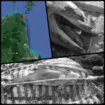 Bottlenose dolphin found dead on Nakhon Si Thammarat beach | Thaiger