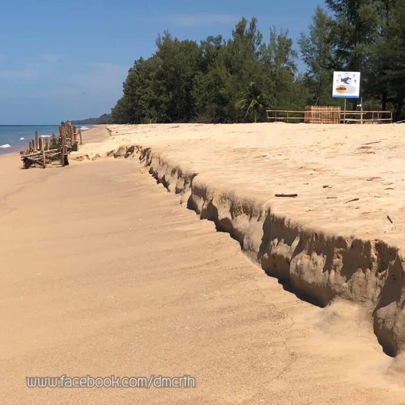 Leather back turtle egg nest on Phang Nga beach safe after Pabuk