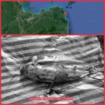 Finless porpoise found dead in Nakhon Si Thammarat after Pabuk | Thaiger