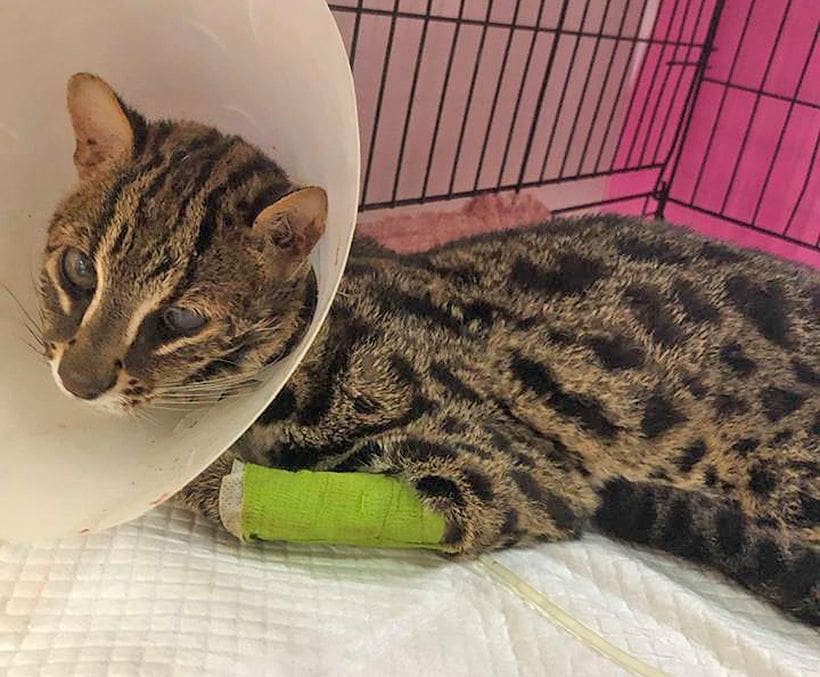 UPDATE: Leopard Cat recovering after car accident with Soi Dog Foundation vets