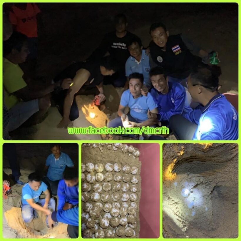 More sea turtle eggs found on Phang Nga Beach