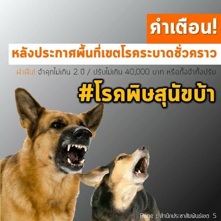 Soi Dog Foundation responds to Rabies outbreak zone in Chalong