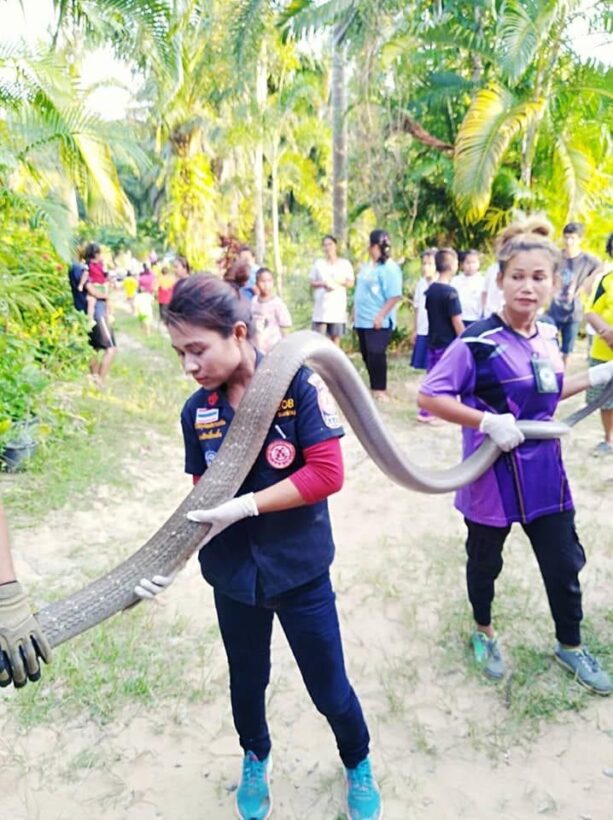 Six metre king cobra caught by rescue workers in Trang - VIDEO | News by Thaiger