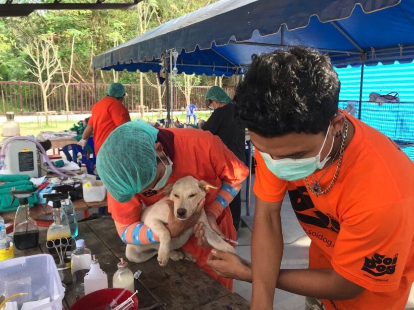 Soi Dog’s mobile clinic continues in Phuket, starting in Rawai