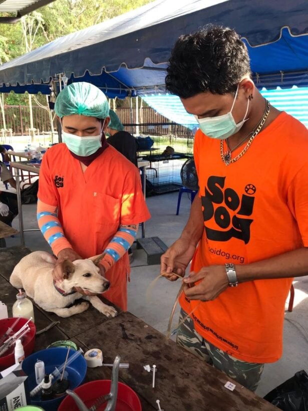 Soi Dog’s mobile clinic continues in Phuket, starting in Rawai | News by Thaiger