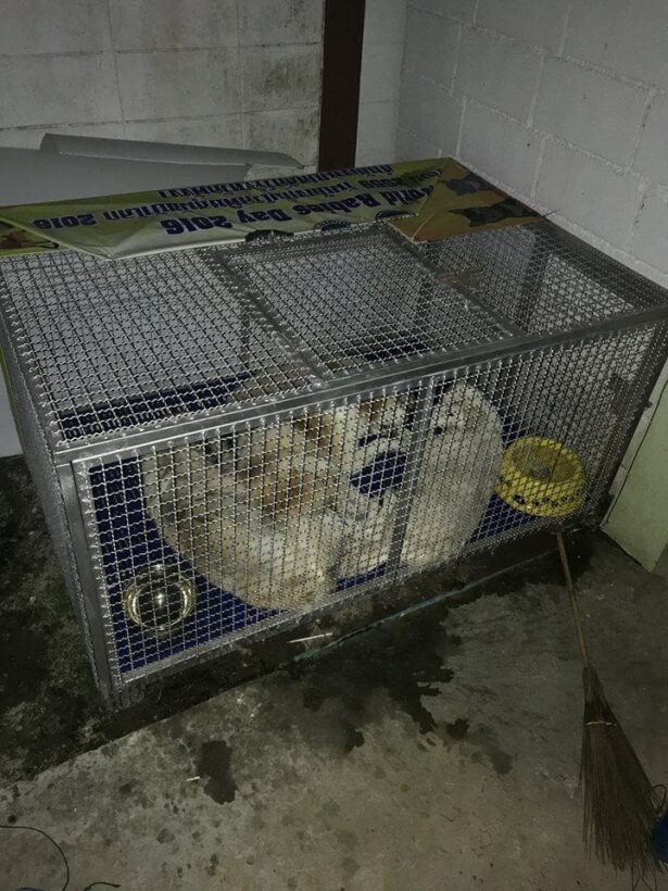 Boy seriously injured after mauling by dogs near Sarasin Bridge | News by Thaiger