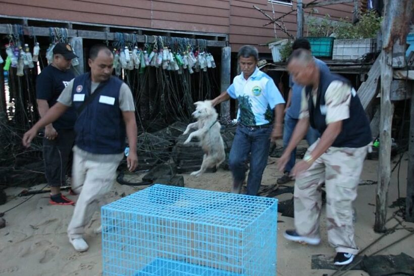 Boy seriously injured after mauling by dogs near Sarasin Bridge | News by Thaiger