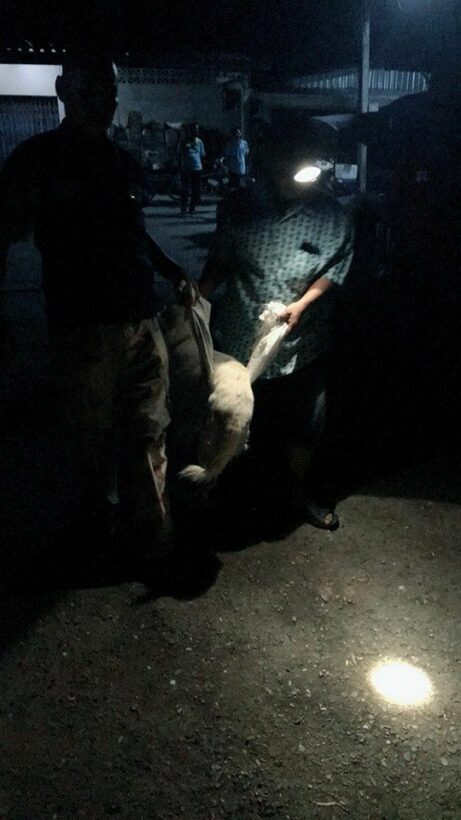 Boy seriously injured after mauling by dogs near Sarasin Bridge | News by Thaiger