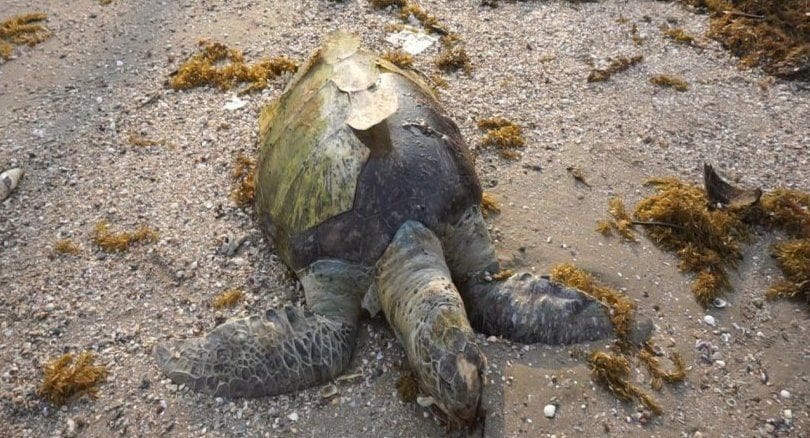 Sea Turtle found dead on Chumpon beach, choked on plastics