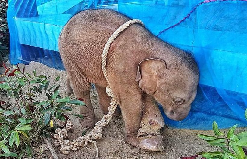 Baby elephant dies from horrific wounds after being caught in hunter's