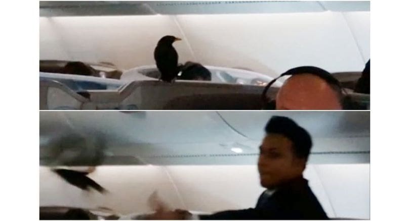 Business class bird stowaway in Singapore Airlines flight | News by Thaiger