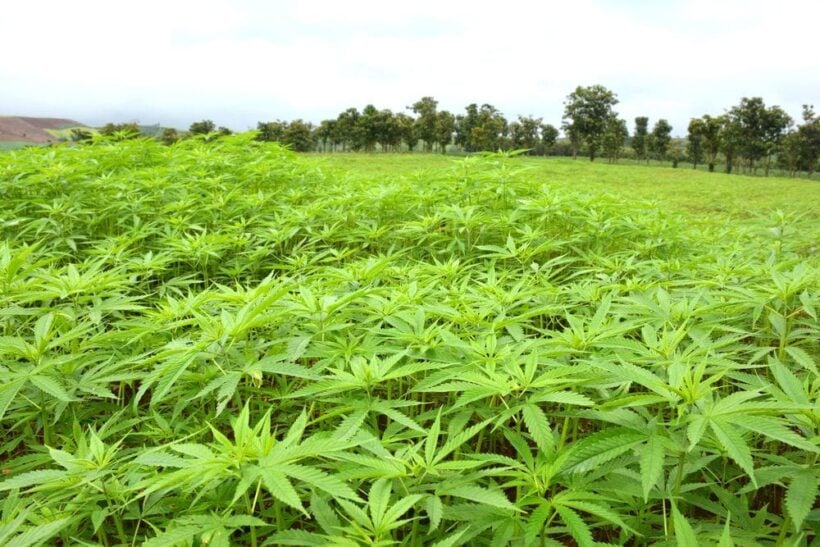 Thailand’s new highlands – unravelling the new ‘cannabis’ legislation