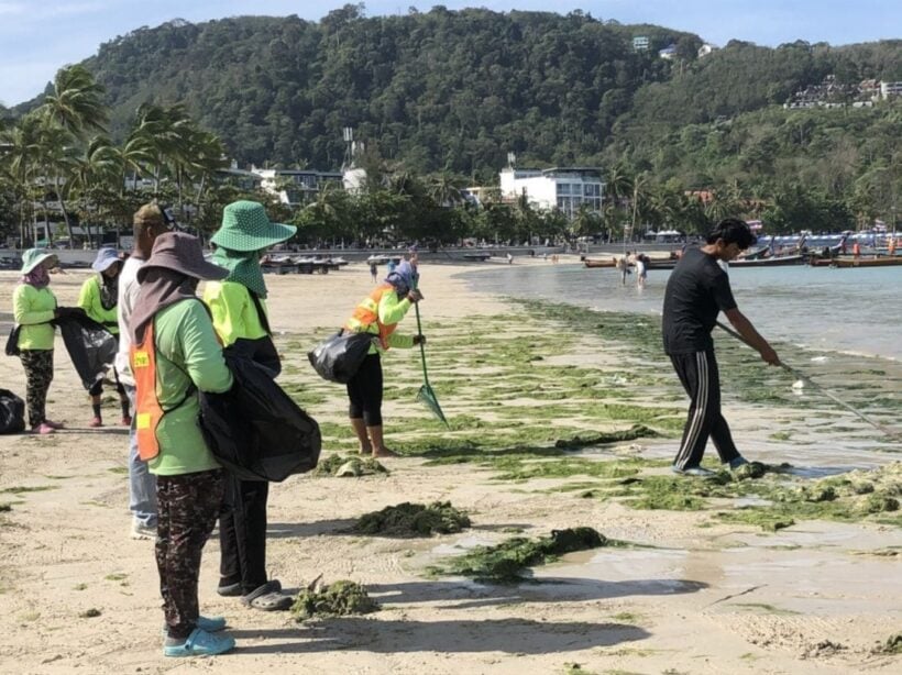 Seaweed on Patong Beach – just a seasonal phenomenon