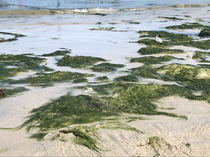 Lots of green seaweed washed up on Patong Beach