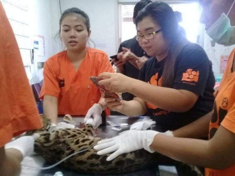 UPDATE: Leopard Cat recovering after car accident with Soi Dog Foundation vets | News by Thaiger