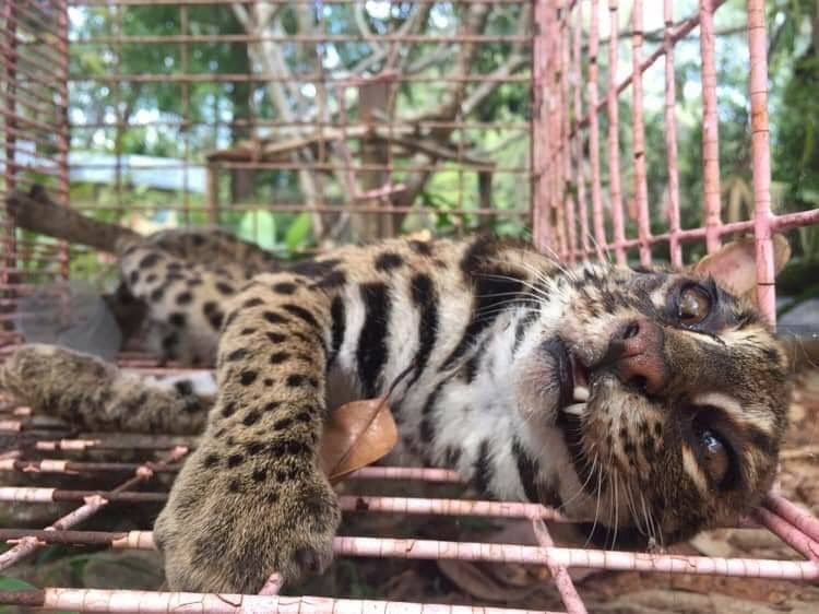 Leopard cat rescued after being hit by car in Thalang