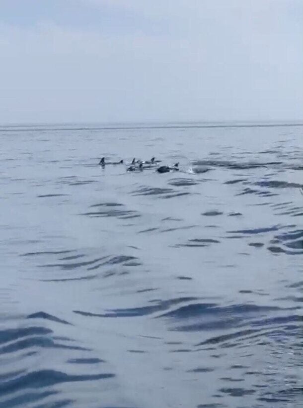 Pod of more than 10 dolphins spotted off Phuket – VIDEO