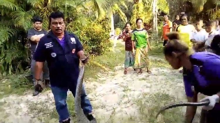 Six metre king cobra caught by rescue workers in Trang – VIDEO