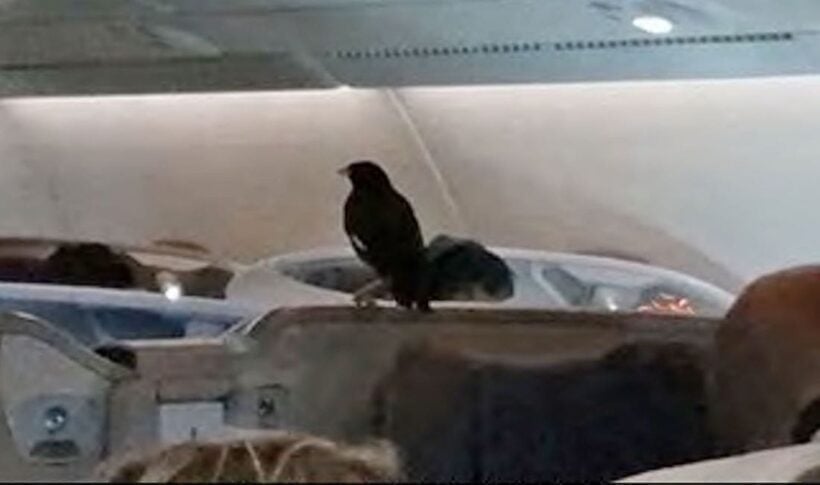 Business class bird stowaway in Singapore Airlines flight