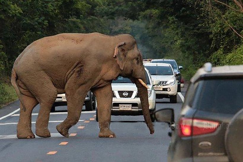 Wild elephants drag elderly man from pineapple hut and trample him to death