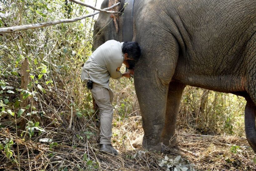 Thai ‘hijacking’ elephants get GPS collar trackers