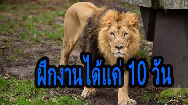 สะเทือนขวัญ! บัณฑิตจบใหม่ ถูกสิงโตขย้ำดับคากรง หลังฝึกงานได้แค่ 10 วัน | The Thaiger