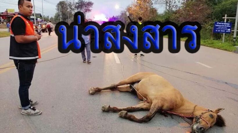 สลด! ม้าเมืองลำปางวิ่งตัดหน้ารถ โดนชนตายคาที่ | The Thaiger