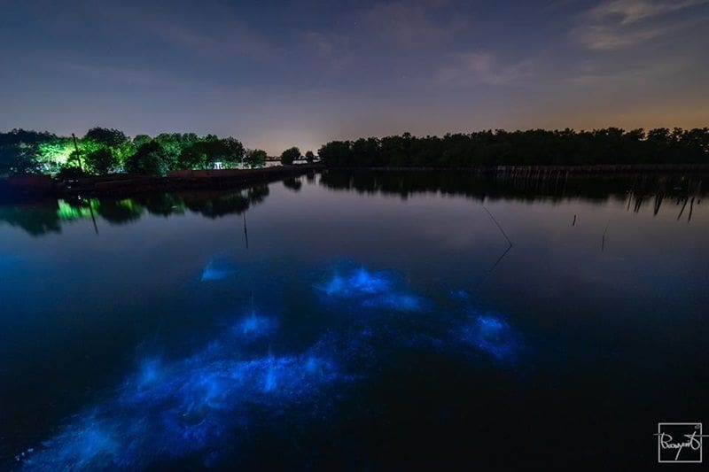 ท่องเที่ยวไทย : แพลงก์ตอนเรืองแสง สีฟ้าอร่ามเต็มท้องน้ำ “สะพานแดง” | The Thaiger