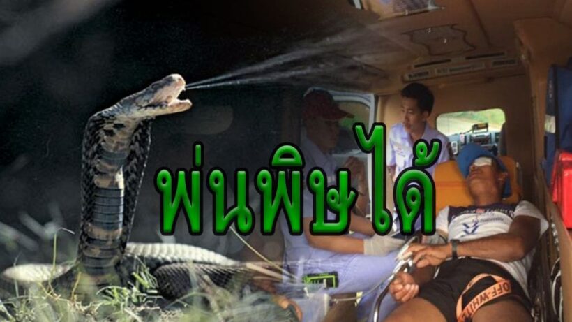 หนุ่มเมียนมาจับงูเห่า หวังทำกับแกล้ม โดนพ่นพิษใส่ตา | The Thaiger