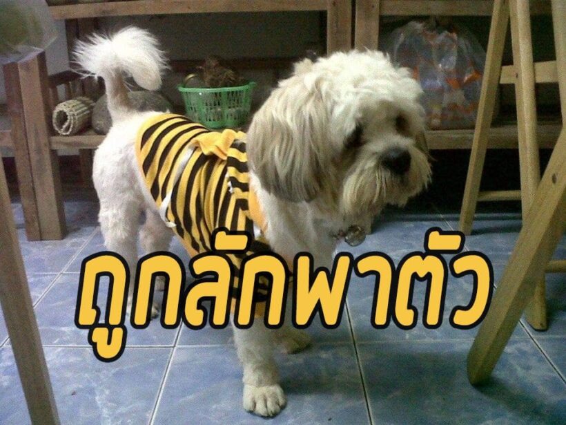 สาวโพสต์ตามหาหมาหาย หลังเข้าไปบ้านข้างเคียง สงสัยถูกจับยัดถุงนำไปทิ้ง | The Thaiger