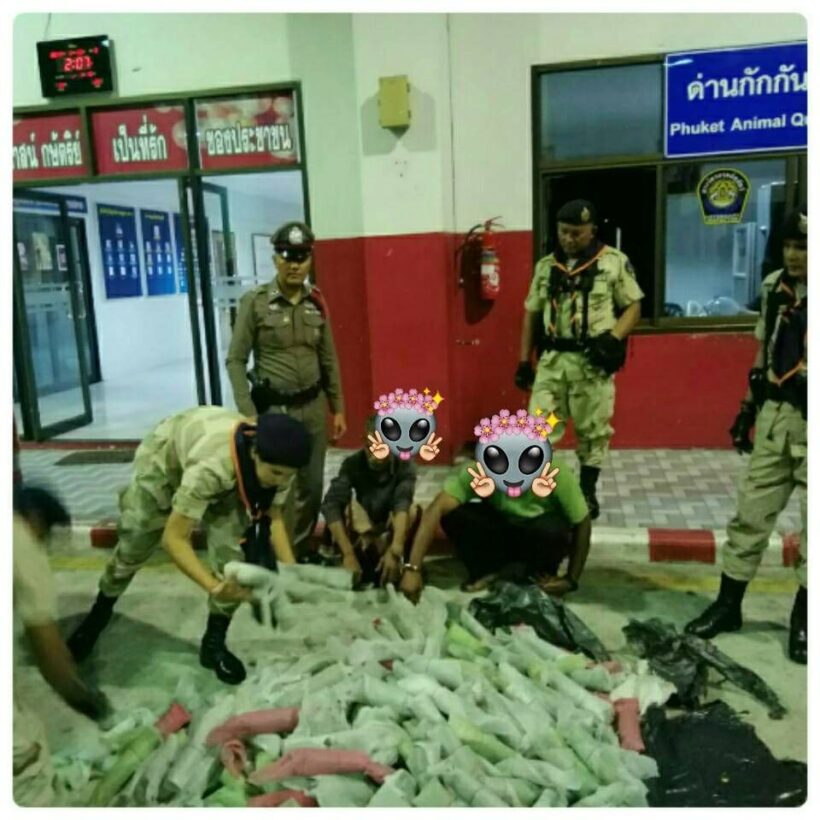 รวบ 2 หนุ่มใหญ่พร้อมใบกระท่อมน้ำหนักกว่า 100 กก.ซุกใต้พื้นปูกระบะ หลังพบพิรุธขณะขับเข้าด่าน | The Thaiger