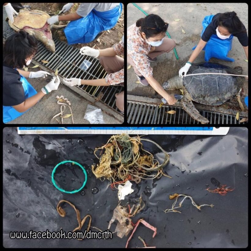 Plastic garbage found inside dead sea turtle in Chon Buri | News by Thaiger