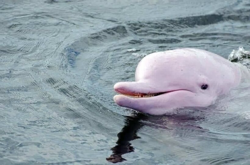 Sightings of pink dolphins off coast of Nakhon Si Thammarat