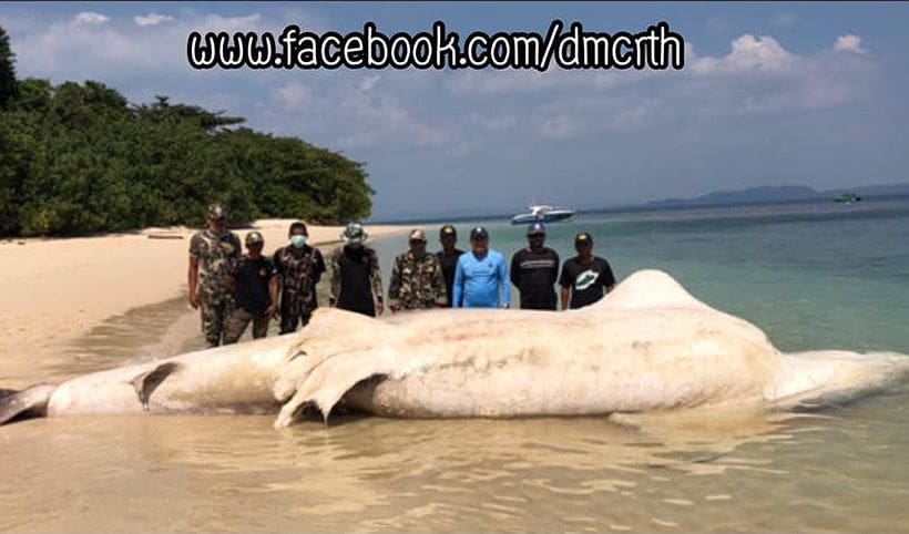 Whale shark carcass found on Satun Beach