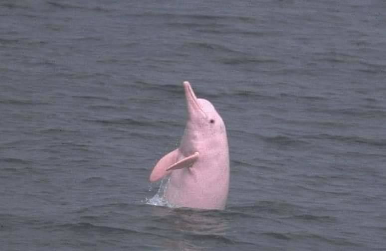 Pink Dolphins at Khanom Beach in Nakhon Si Thammarat