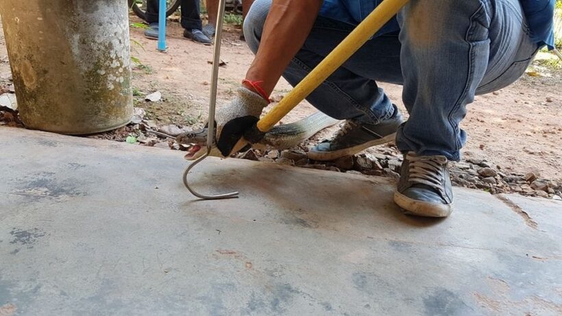 Injured three metre king cobra caught in Krabi | News by Thaiger