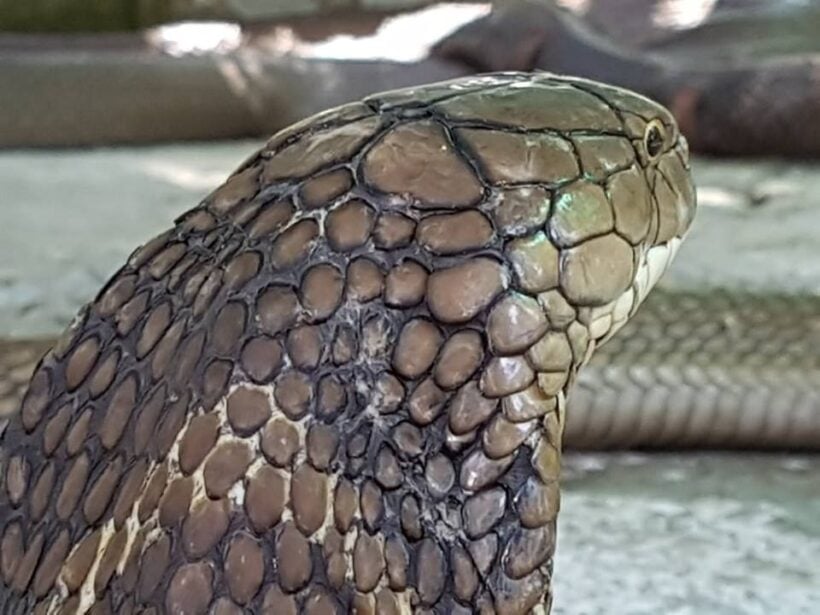 Injured three metre king cobra caught in Krabi | News by Thaiger