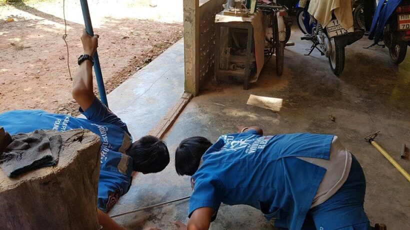 Injured three metre king cobra caught in Krabi | News by Thaiger