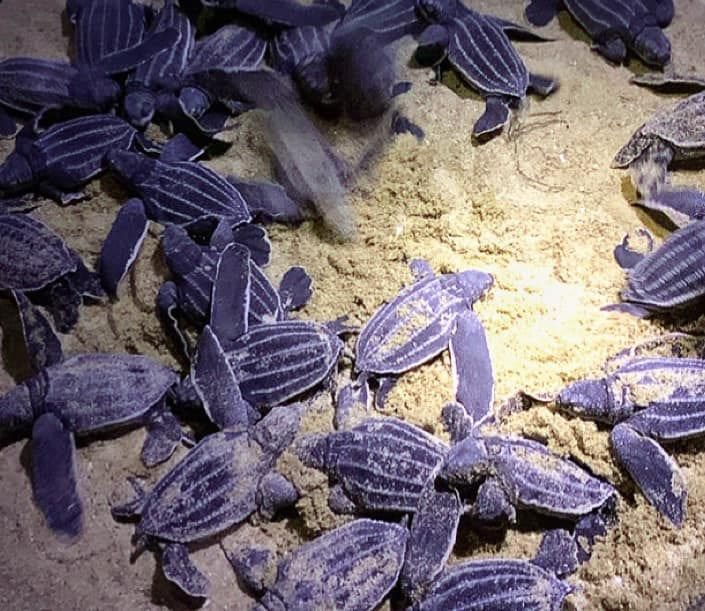 49 baby leatherback sea turtles hatched on Phang Nga Beach – VIDEOS