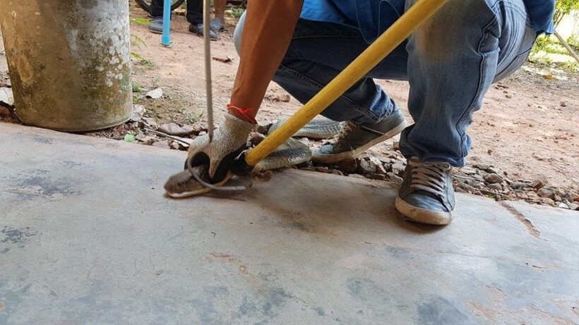 Injured three metre king cobra caught in Krabi | News by Thaiger