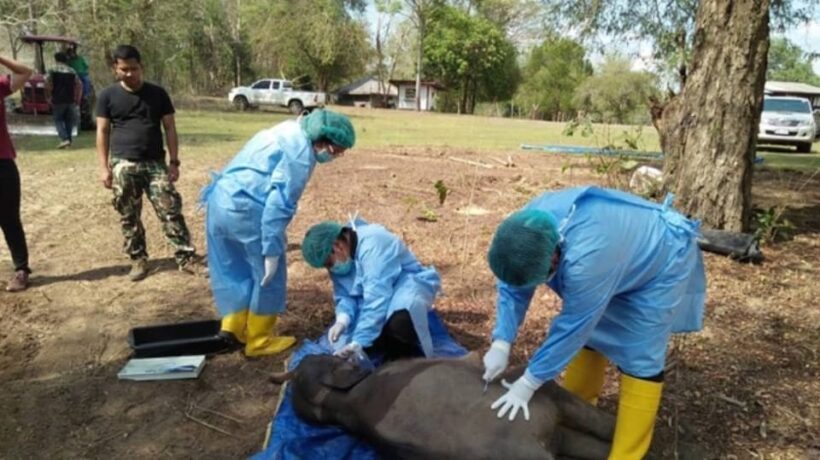 Young elephant found dead with plastic in intestines – Chachoengsao