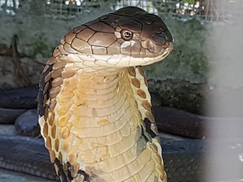 Injured three metre king cobra caught in Krabi