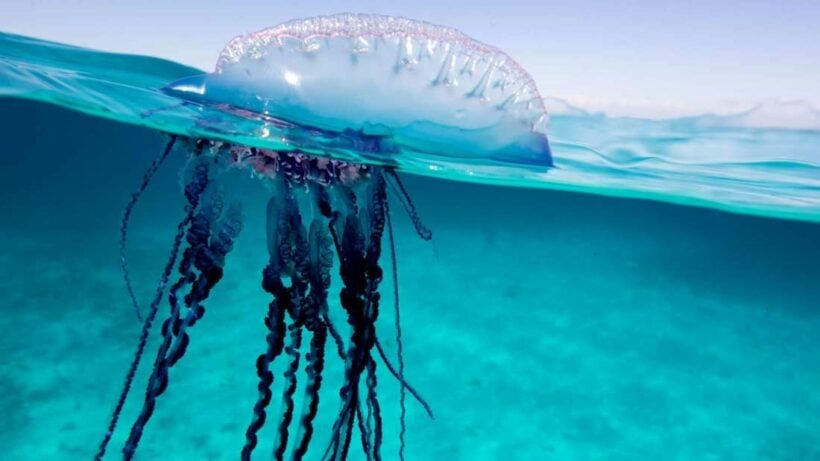 Beware: Dangerous jellyfish. Just don’t tell the Chinese.