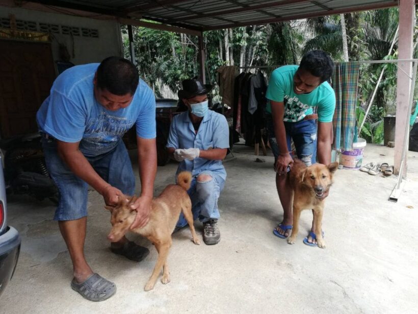 Another dog tests positive for rabies in Krabi