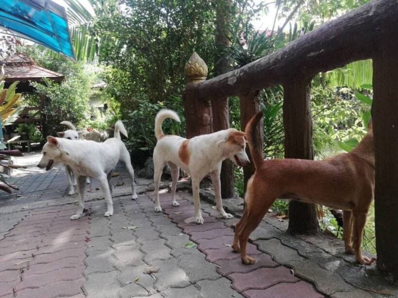 Another dog tests positive for rabies in Krabi | News by Thaiger