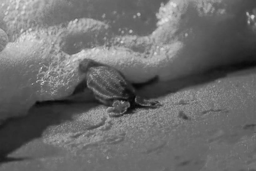 Shy baby turtles get a helping hand in Phang Nga | News by Thaiger