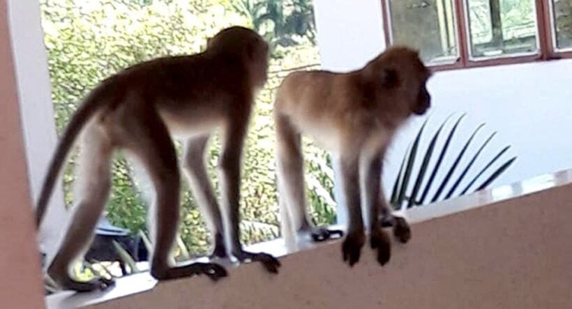 Attack of the macaques - Krabi's monkeys invade school | News by Thaiger