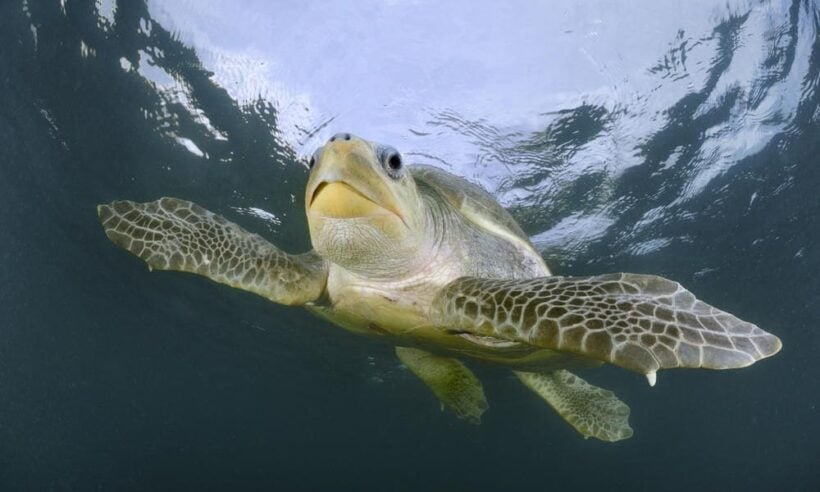 Ridley sea turtles return to Phang Nga for breeding